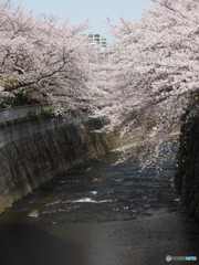 神田川沿いの桜03