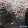 神田川沿いの桜03