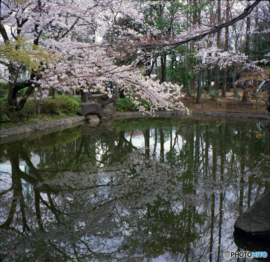 平成の桜