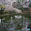 平成の桜