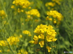 micro nikkor 55 f2.8s　2