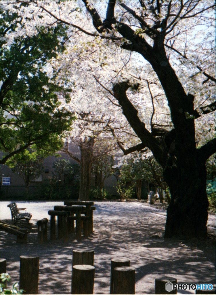 早稲田通り公園の桜02