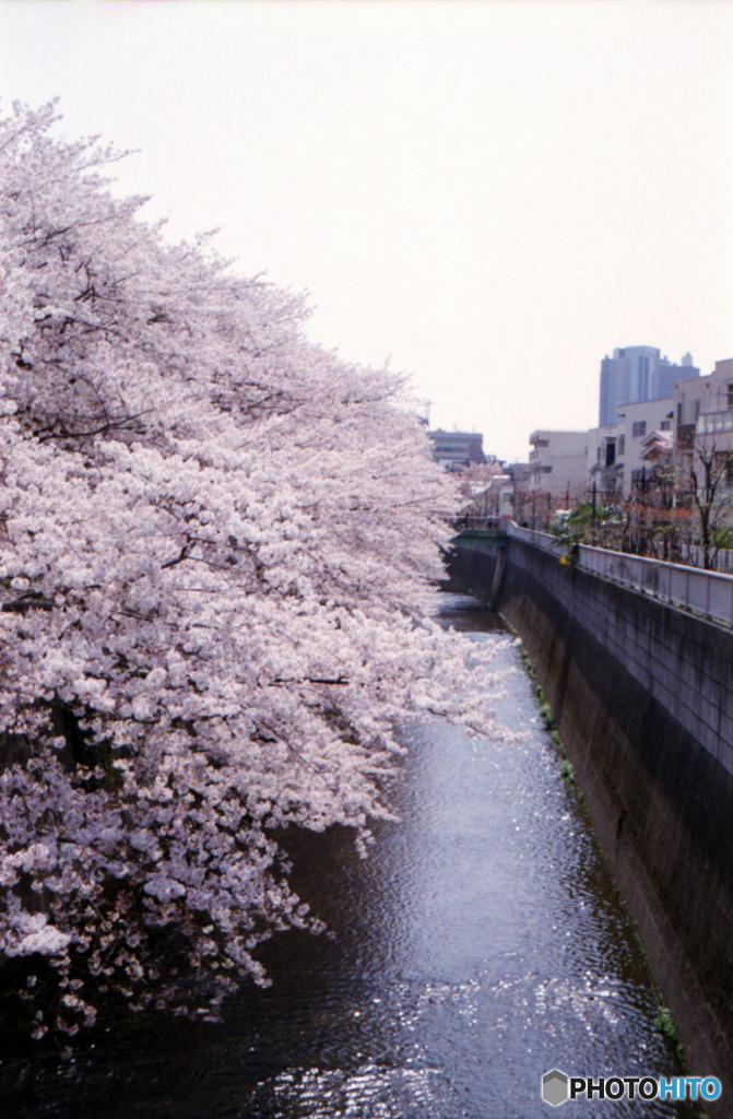 神田川沿いの桜03
