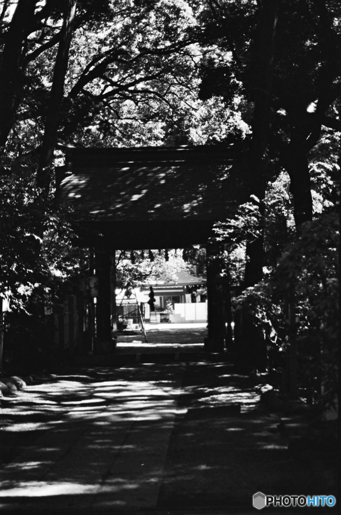 八幡宮の森