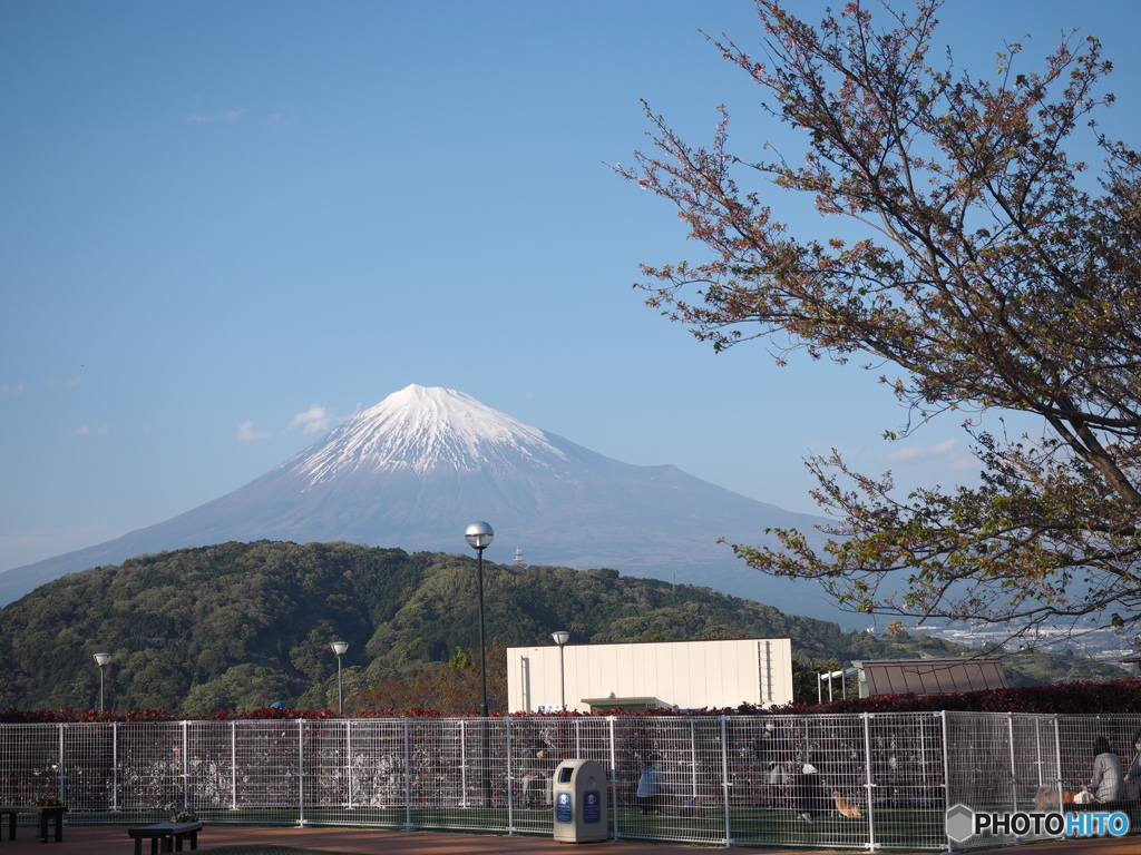 東名富士川SAの富士山