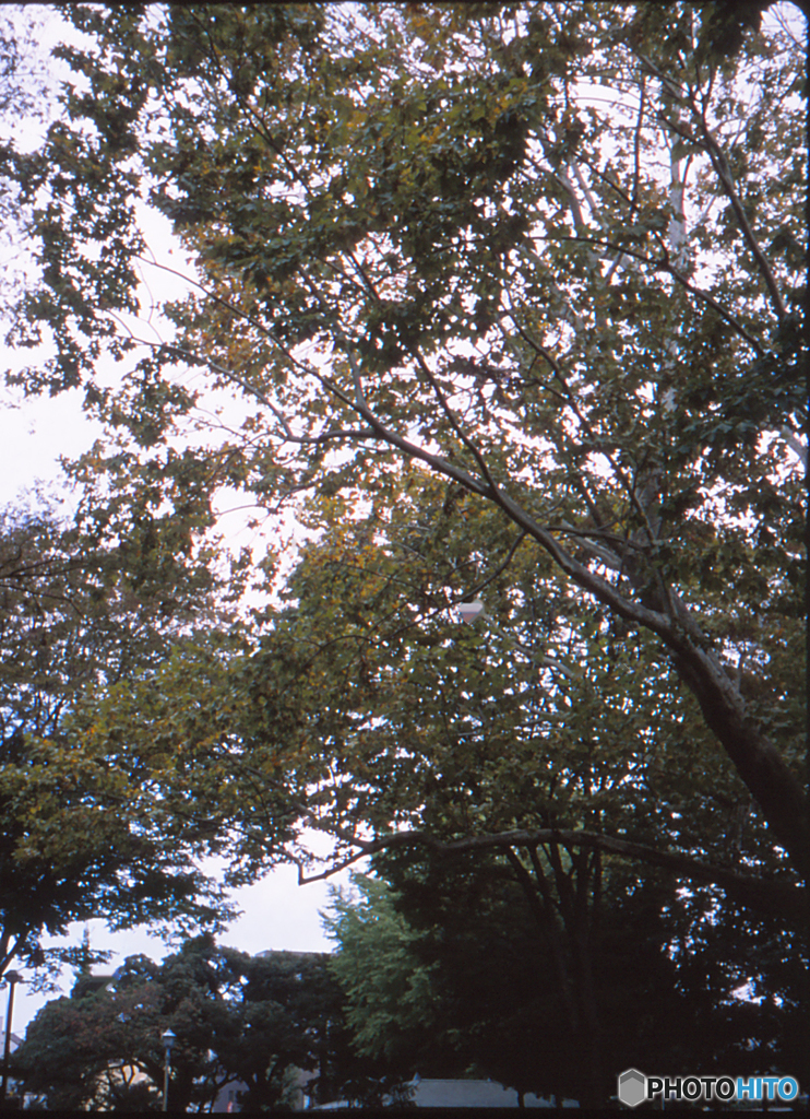 PEN　EESで撮る11