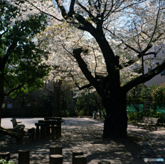 とある公園の桜
