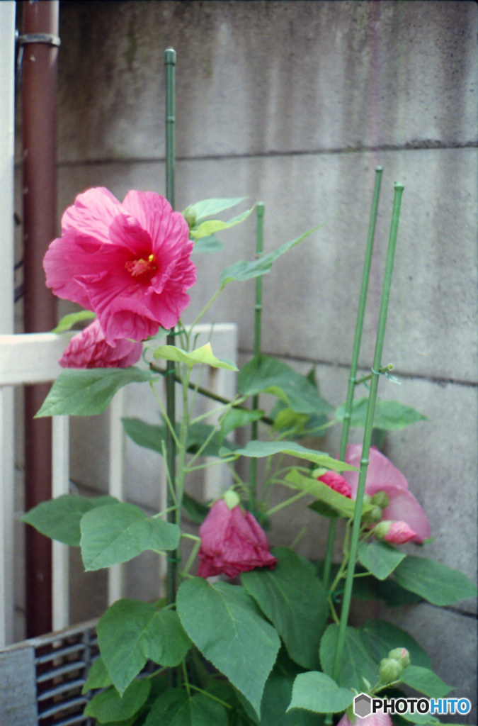 Canonet QL19試写04