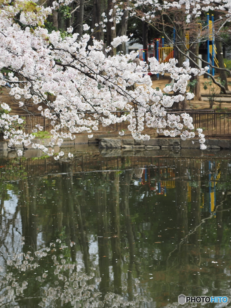馬橋公園の桜
