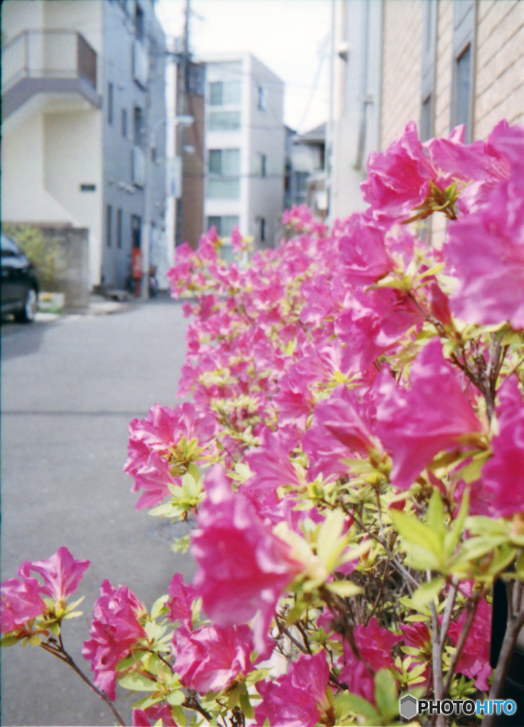 いまいちなさつき