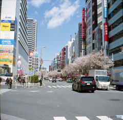 中野通りの桜