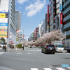 中野通りの桜