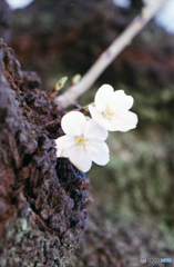 櫻花