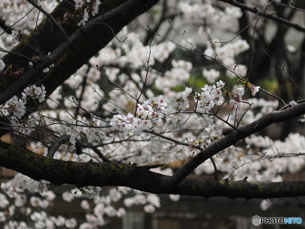 馬橋公園の桜5
