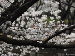 馬橋公園の桜5