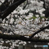 馬橋公園の桜5