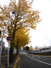 東京の晩秋　チープな魚眼で01