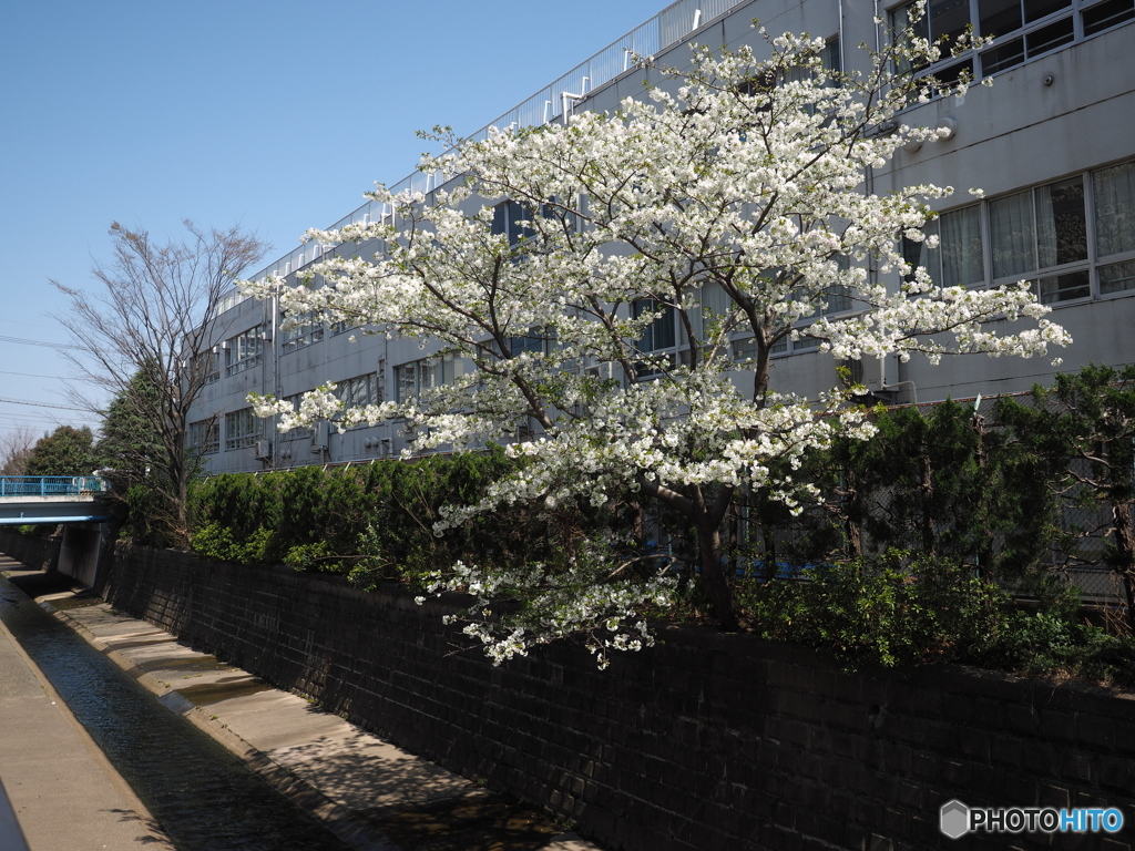 神田川沿いのさくら