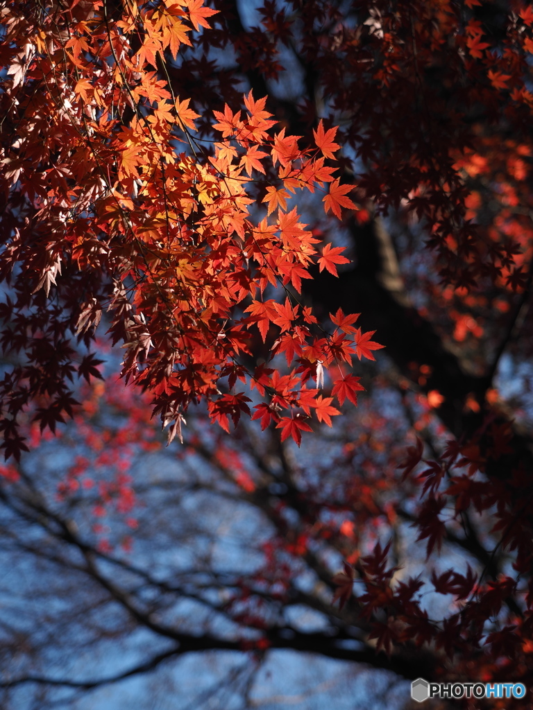 2019年、井の頭恩賜公園の紅葉。