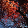 2019年、井の頭恩賜公園の紅葉。