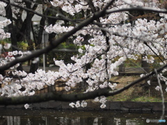 馬橋公園の桜4