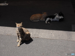 扇町駅のねこ様