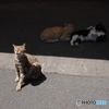 扇町駅のねこ様