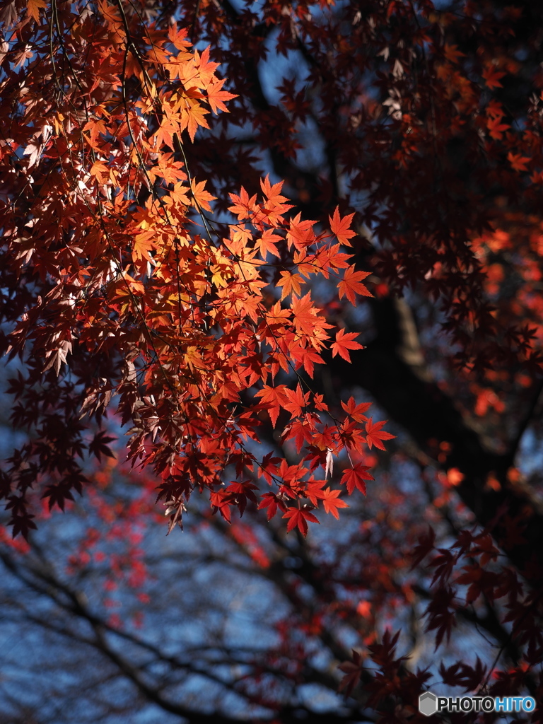 2019年、井の頭恩賜公園の紅葉２。