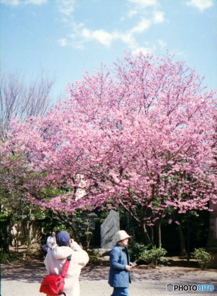 新井薬師の桜