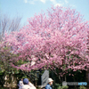 新井薬師の桜