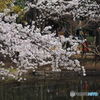 馬橋公園の桜2