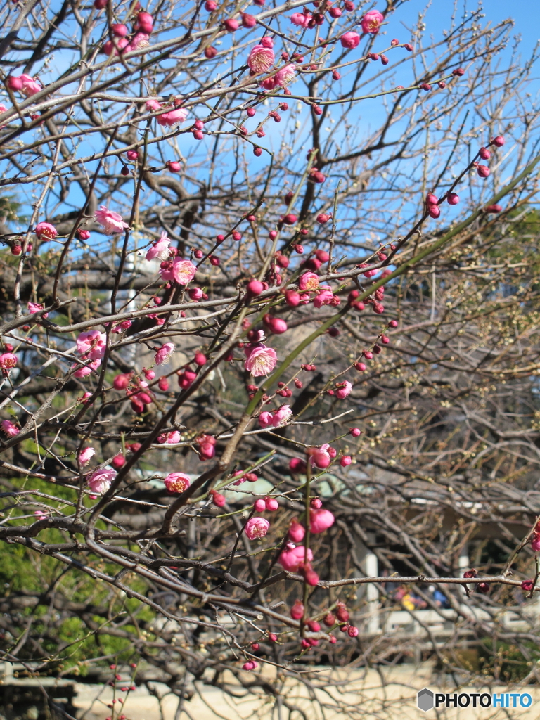 梅の花？