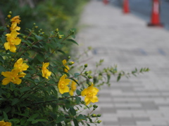 路傍の花