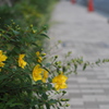 路傍の花