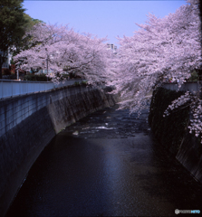 4月の神田川