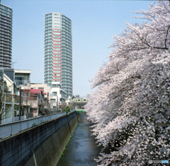 神田川沿いの桜