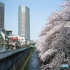 神田川沿いの桜