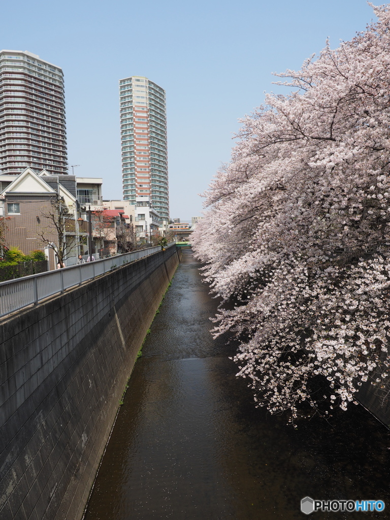 神田川沿いの桜
