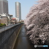 神田川沿いの桜