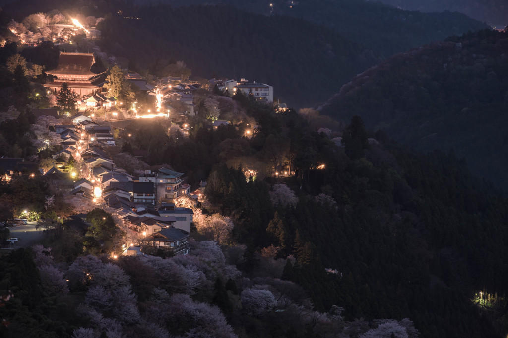 吉野の桜、初めて見た。