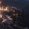 吉野の桜、初めて見た。