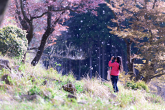 桜吹雪