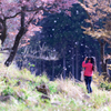 桜吹雪