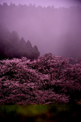 もやっと桜。