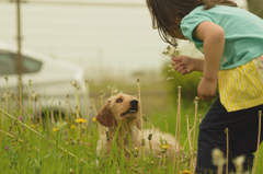 タンポポのわたげと犬と子どもと余計な車