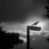 ＴＨＥ　ＣＲＯＷ