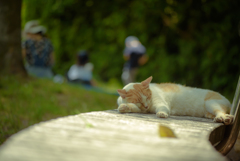 猫と家族