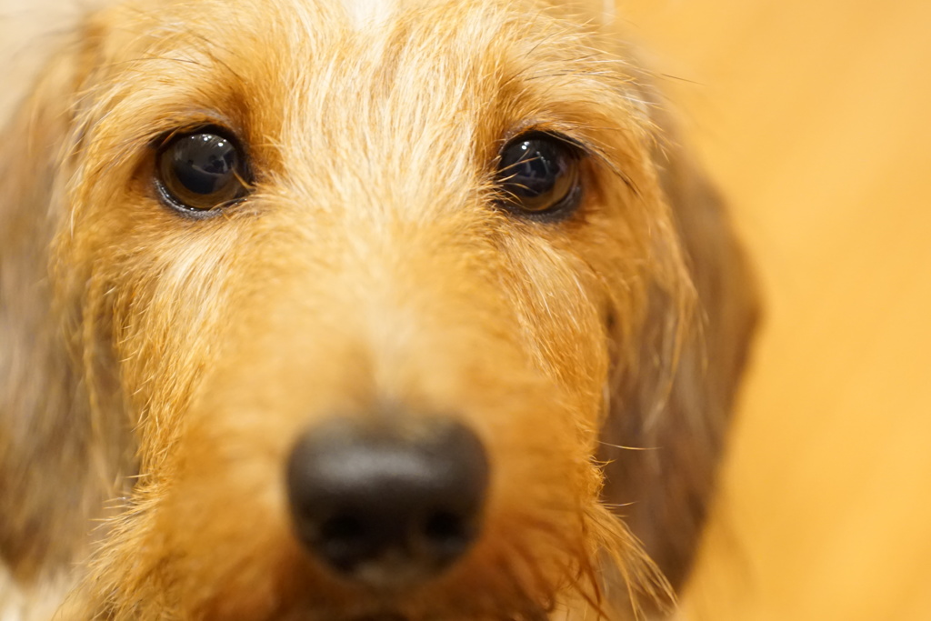 一犬息子。