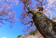 山の桜