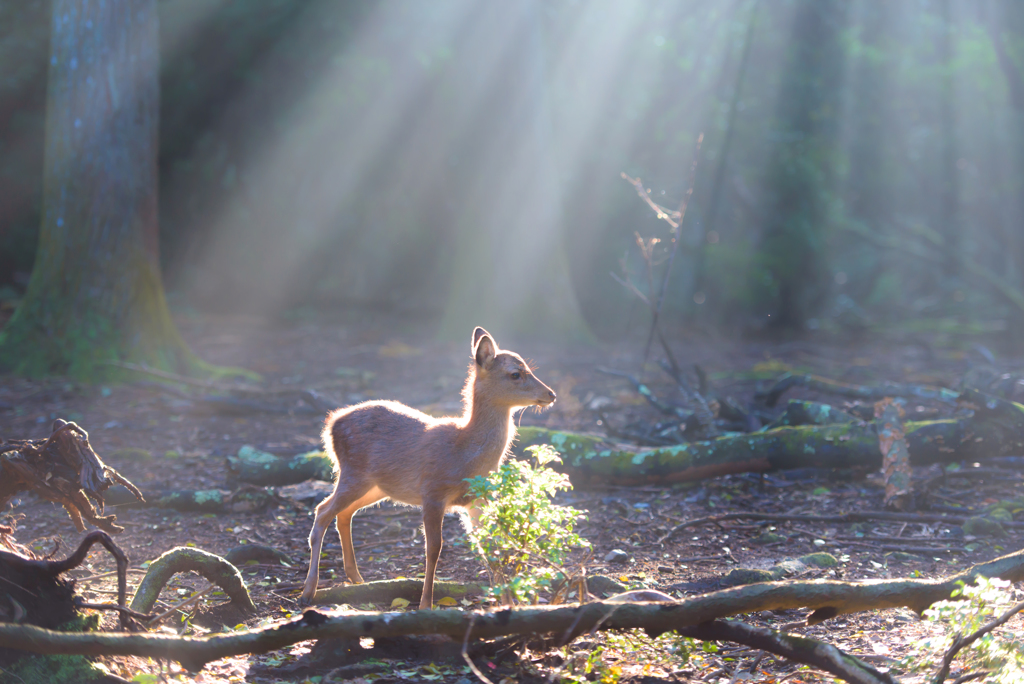 光芒の中の小鹿